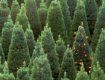 Новогодние елки в Закарпатье будут продавать минимум за 100 гривен