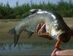 В Латорицу выпустили около 1000 молодняка Дунайского лосося