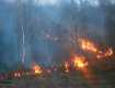 Закарпатские пожарные совместно с лесниками потушили пожар в лесу