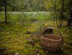 У лісовому масиві заблукала 65-річна мешканка Мукачева