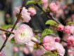 Сакуры в Ужгороде благодаря ранней весне могут начать период массового цветения