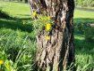 В Ужгороді прямо на стовбурі одного з дерев виросла кульбаба