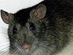 Крысу длиной 80 см обнаружили в джунглях Новой Гвинеи