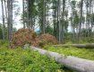 Лісівники Ужгородщини рахують результати лісокультурної кампанії