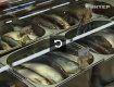 В украинских супермаркетах торгуют зараженной глистами рыбой