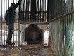 Забрать медведя в национальный парк помогла общественная организация «Скала»