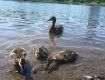 В Ужгороді на озері у качок з’явилися малюки
