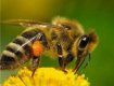 В Британии массово вымирают пчелы