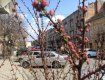 Посетив Ужгород в конце марта - начале апреля, вы застанете цветение сакур