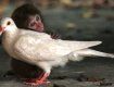 Жители Ужгородского района массово разводят голубей