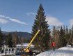 Ужгород украсит 85-летняя новогодняя елка