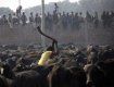 Крупнейшее жертвенное убийство животных в мире - это Непал