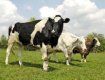 В Закарпатской области уменьшилось коров