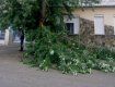На ул.Капушанская сломанное дерево не мешает коммунальщикам