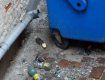 В центре Ужгорода развелось полно крыс