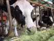 В Закарпатье опасное молоко может спровоцировать туберкулез костей
