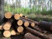 В Румынии незаконную вырубку леса объявили «угрозой национальной безопасности»