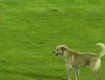 Собака дважды останавливала сегодняшний матч в Ужгороде