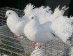 Таможня не пустила в Россию 20 голубей