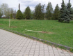 В Ужгороде вандалы уничтожили аллею сакур в парке