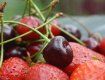 В Європі цьогоріч смакуватимуть закарпатськими ягодами?