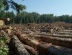 «КамАЗы» с лесом из Тячевского района идут почти друг за другом