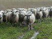 На Закарпатті бійці МНС врятували трьох пастухів і стадо овець від затоплення