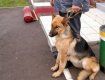 В Закарпатье задержать вора помогла ментам служебная собака