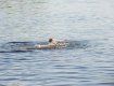 На берегу Дийдовского озера утонул 39-летний мукачевец