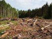 Экологи призывают запретить рубку леса в заповедниках