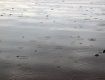 Из-за дождей отмечено повышение уровня воды в реках Закарпатья