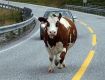 В Закарпатье корова заставила водителя Chevrolet Aveo уступить дорогу