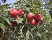 В Ужгороде для фермеров проведут большой "яблочный день"