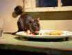Жители ужгородских многоэтажек страдают от крыс и тараканов