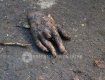 В Ужгороде около мусорного бака нашли самую настоящую человеческую руку