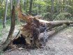 В Закарпатье 66-летний мужчина пошел в лес заготавливать дрова