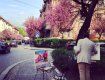 Художники спешать запечатлеть цветение сакур на своих холстах