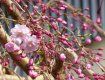 В Ужгороде уже начали раскрываться бутоны японской вишни