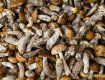 Ужгородцы могут запастись грибами могут на базаре на площади Корятовича