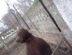 Луганского медведя Потапа отправят в центр реабилитации в Карпатах
