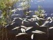 В Хустском районе заморили рыбу стоками из канализации