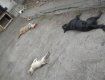 В Ужгороде началась «акция» по отравлению бездомных собак