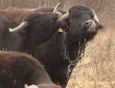 гражданин Германии Мишель Якоби занимается разведением буйволов на Закарпатье