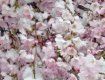 Цветение сакуры зимой в Японии - полное исключение из правил