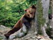 Национальный парк Синевир получит амбулаторию для медведей
