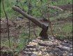 В Закарпатье будут судить пограничника за незаконную рубку леса