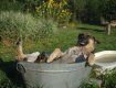 В Ужгороде африканскую жару не переносят даже собаки