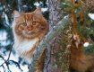 Кот повергнул своих хозяев из Ужгорода в состояние стресса