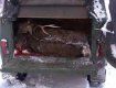 В Закарпатье браконьеры застрелили косулю