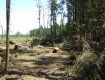 Перечинец самовольно устроил вырубку леса в Великоберезнянском районе